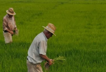 Arroceros del país piden apoyo urgente al Gobierno