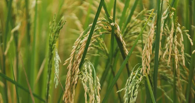 MinAgricultura monitorea áreas sembradas y almacenamiento de arroz para consolidar cifras reales de excedentes del cereal