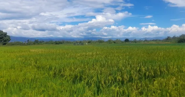 Ministerio de Agricultura expidió resolución que reglamenta el incentivo al manejo de excedentes de cosecha de arroz