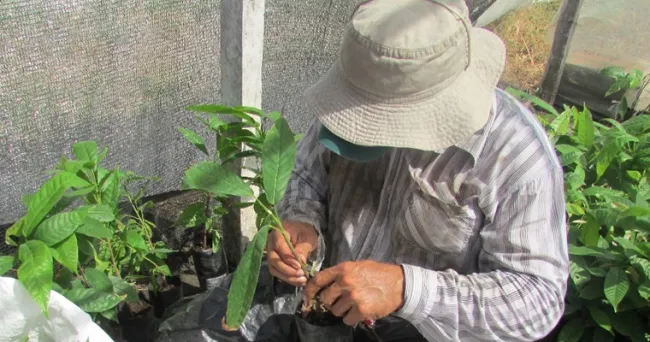 La domesticación del cacao reduce su abundancia microbiana: un desafío para la agricultura