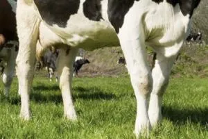 ¿Cómo se presenta la artritis séptica en bovinos y cómo debe tratarse?