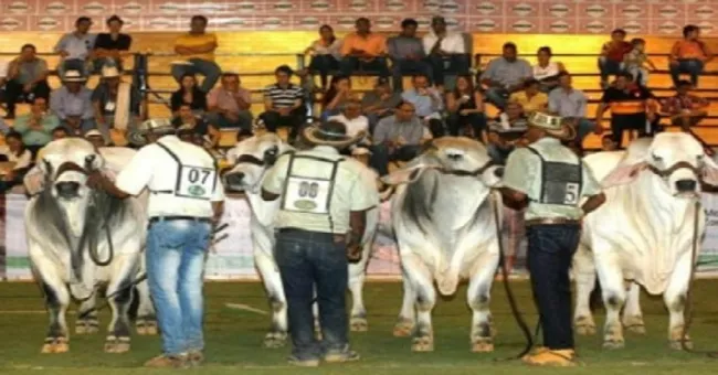 Así se está preparando Asocebú para Agroexpo 2019