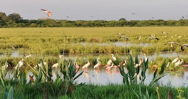 El Proyecto Biocarbono y AGROSAVIA avanza en iniciativa para la reducción de emisiones de cultivos de arroz en la Orinoquia