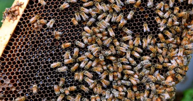 Esta es la importancia que tienen las abejas para las flores en el agro y su producción