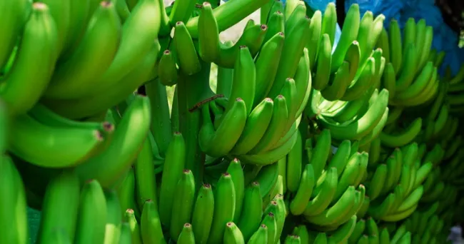 AGROSAVIA lanza versión demo del aplicativo °AHoRa