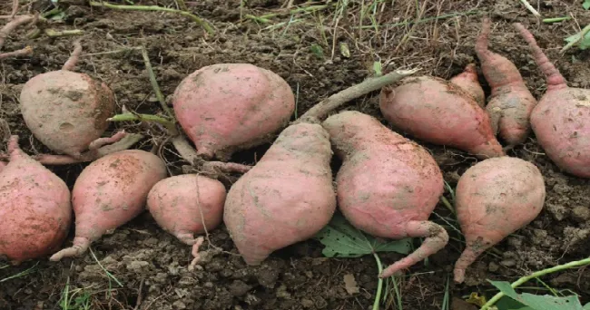 Se registra la primera variedad de batata AGROSAVIA Aurora