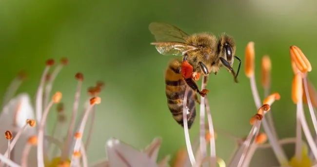 Día Mundial de las Abejas: ¿Por qué están en peligro?