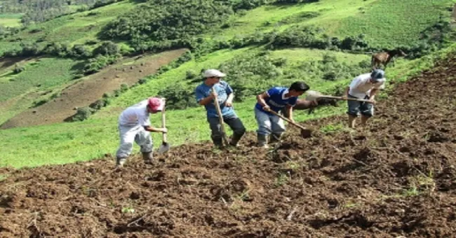 Biocarbonizados mejoran calidad de suelos agrícolas
