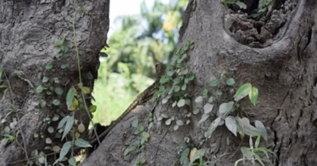 La biodiversidad se está perdiendo a un ritmo alarmante