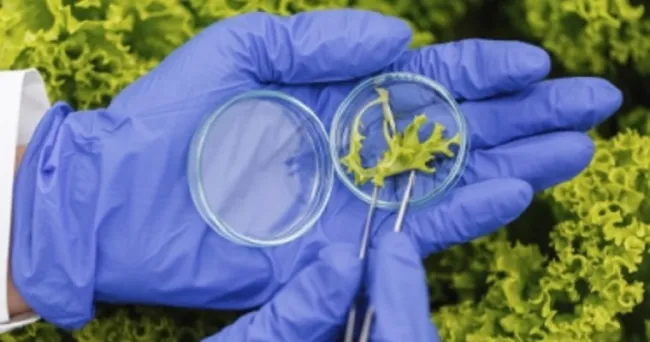 La biotecnología, clave en cadenas alimentarias tras la pandemia