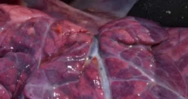 Así se ha presentado la bronquitis verminosa en ganaderías colombianas