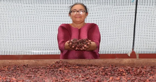 Con el cacao, AGROSAVIA vuelve al departamento de Arauca