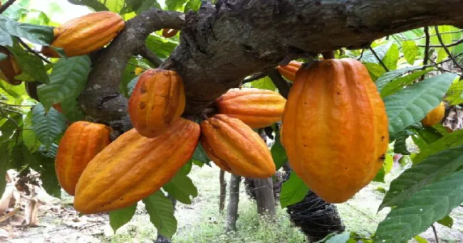En Día Internacional del Cacao, Banco Agrario y FEDECACAO anuncian convenios de apoyo al sector