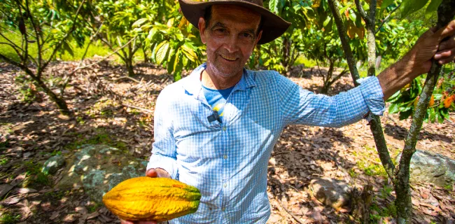 Plan de ordenamiento productivo de la cadena y agroindustria del cacao: en la recta final