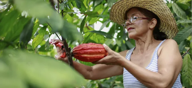Colombia ya tiene imagen para el cacao - 17 de noviembre de 2016