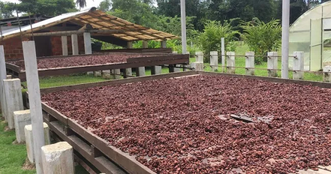 Nuevas perspectivas sobre la presencia de cadmio y su gestión en la cadena de producción de cacao en Arauca