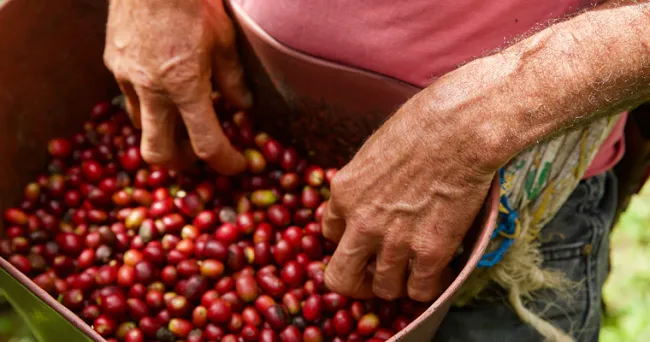 Impulsar el desarrollo de nuestros caficultores es ejemplo de Orgullo Colombia