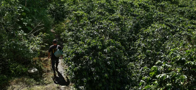 Agro debe mantener medidas preventivas frente a probabilidad de fenómeno de La Niña - 27 julio de 2016