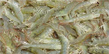 ICA verificó y avaló primera exportación de larvas de camarón Litopenaues Vannamei a Perú - 30 de noviembre de 2017
