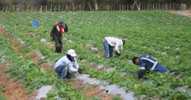 El campo será el protagonista de la reactivación económica del Atlántico
