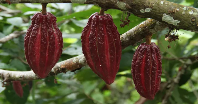 AGROSAVIA y el Ministerio de Ambiente de Portugal firman protocolo para la sostenibilidad del cultivo de cacao en Colombia