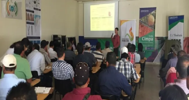 La conservación de reservorios vegetales, estrategia para el control de la Diatraea spp.