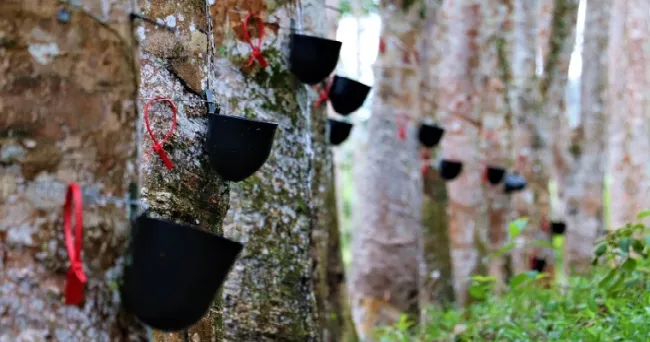 Los caucheros del Bajo Cauca antioqueño ahora cuentan con un protocolo para estimular los árboles y mejorar la productividad de sus cultivos