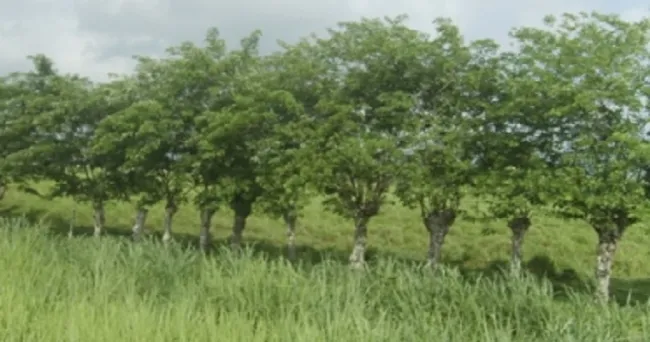 ¿Conoce usted los beneficios ecológicos de las cercas vivas?