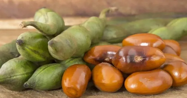 Chachafruto: todo lo que necesitas saber sobre sus características y cultivo