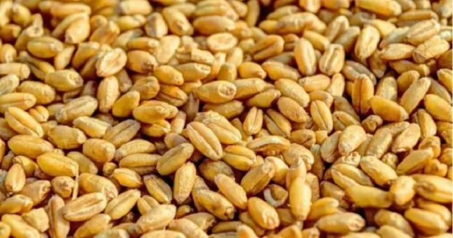 Los cambios en la alimentación animal podrían suministrar alimentos a 1.000 millones de personas