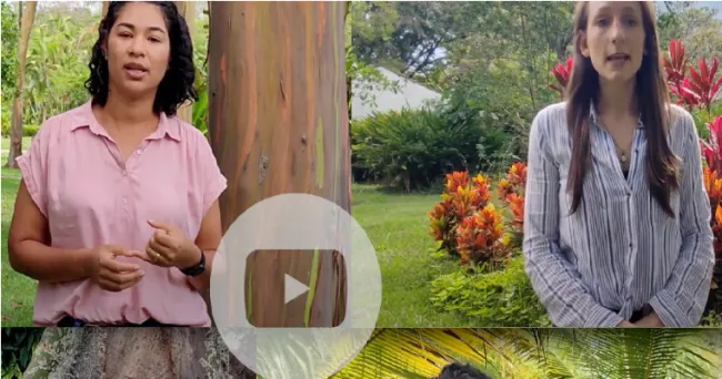 La cartera de proyectos emblemáticos del sistema alimentario de la Alianza para la Acción Alimentaria en América Latina