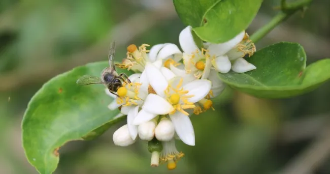 Ciencia, tecnología e innovación para la producción apícola colombiana