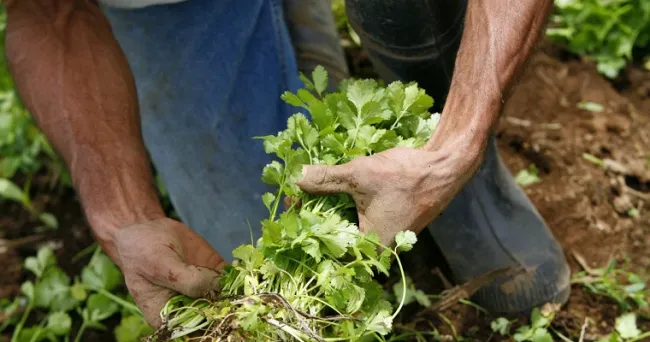 Conozca las propiedades antibacterianas y estimulantes que trae el consumo de cilantro