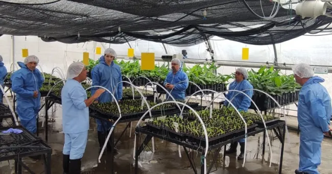 Investigadores del CIRAD y Vitropic de Francia visitaron Tibaitatá para continuar trabajando con AGROSAVIA en hacerle frente problema del Foc Raza 4 Tropical