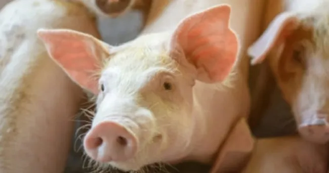 ¿Cómo reconocer a los animales infectados con circovirus porcino?