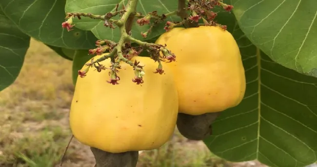 Clones de marañón recomendados y registrados para la altillanura plana de la Orinoquía
