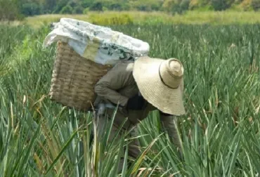 Adquiera semilla seleccionada y garantizada de piña oro miel