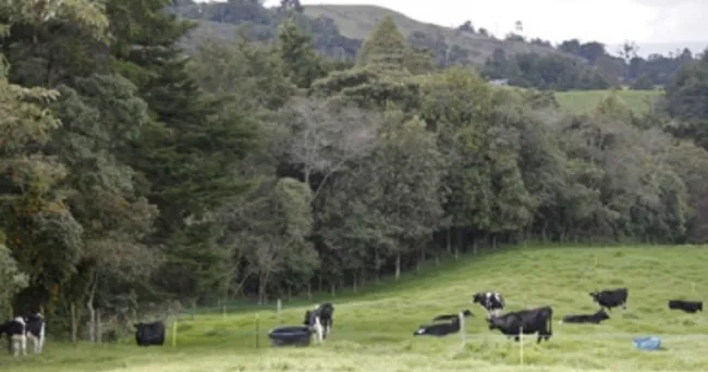 Conozca cómo influye la altitud y latitud en la calidad del pasto