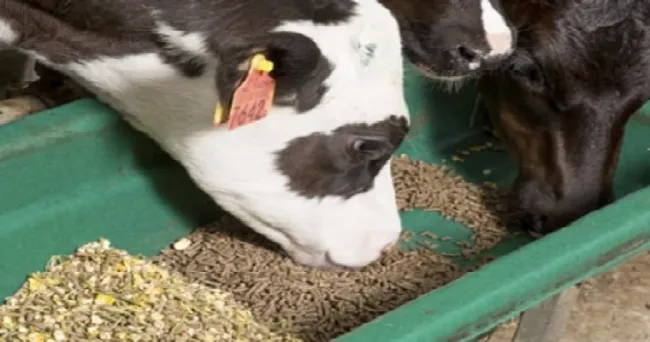 ¿Cuánto y qué tipo de concentrado necesitan los terneros en su crianza?