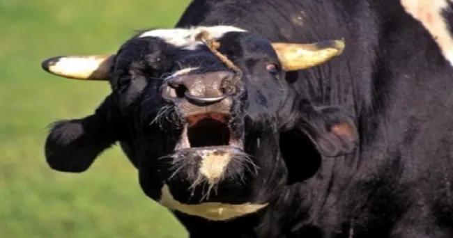Brasil confirmó dos casos de 'vaca loca'