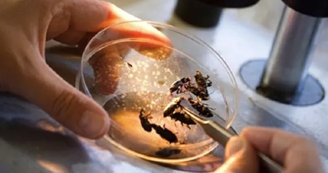 El 48 congreso de la Sociedad Colombiana de Entomología se está originando desde el Tolima