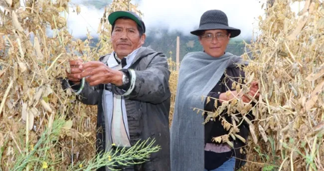 ¡Llegó el día de la cosecha! Plan semilla arveja en Nariño