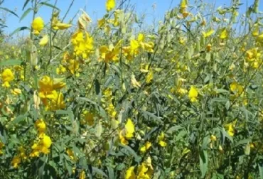 La Crotalaria Juncea L., el nuevo cultivo de moda incluido dentro del pago verde de la PAC