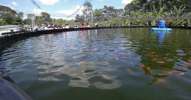Piscicultura con tecnología biofloc se fortalece en Arauca