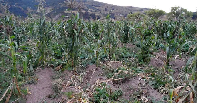 Pudrición del tallo del maíz se prevendría con choque térmico
