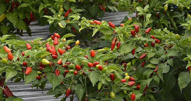 Pulgones de ají se controlarían con plantas refugio para insectos