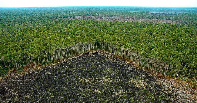 Panel Científico gesta modelo para salvar la Amazonia