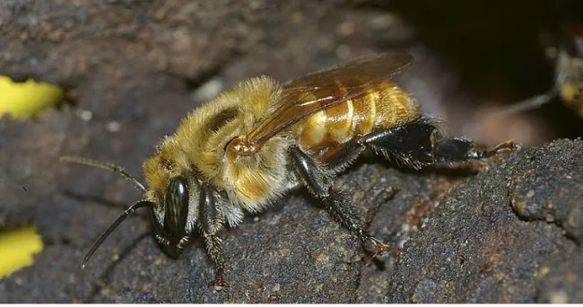 Cambio climático afectaría a las abejas angelita en Colombia