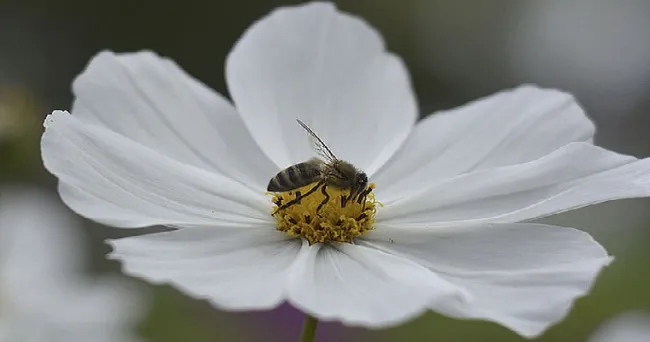 Abejas sin aguijón estarían en riesgo por mala manipulación