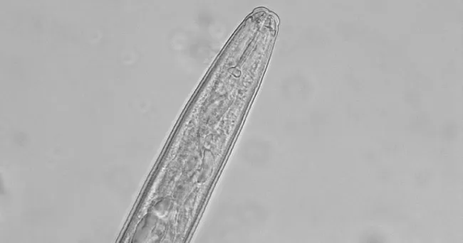 Nueve especies de nematodos atacan cultivos de plátano y banano
